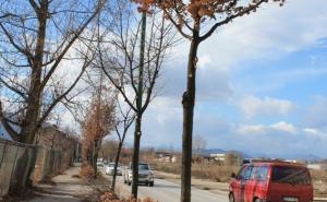  / Orezivanje aleja i drvoreda u novogradskim ulicama i trgovima, FOTO: KJKP Rad